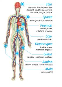 Système nerveux circulatoire