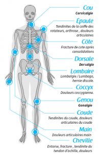Système squeletique